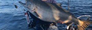 Giant fish caught on Lake Michigan