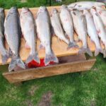 Table of fish from a Leland fishing charter trip