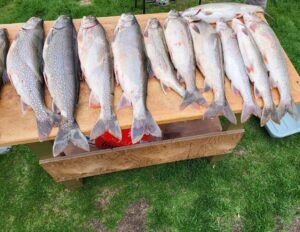 Table of fish from a Leland fishing charter trip