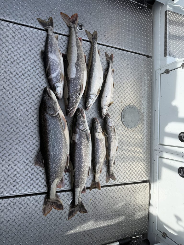 8 Caught Lake Trout Fish