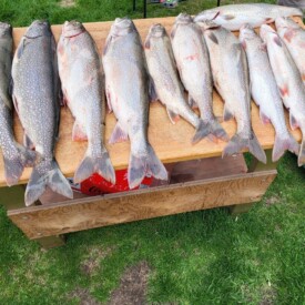Table of fish from a Leland fishing charter trip